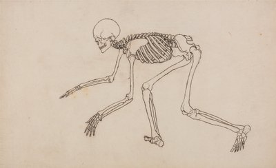 A Comparative Anatomical Exposition of the Structure of the Human Body with that of a Tiger and a Cow by George Stubbs